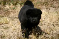 SZM1 HOLD, a male Akita for sale in Anza, CA – 10 of 10