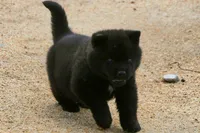 SZM1 HOLD, a male Akita for sale in Anza, CA – 8 of 10