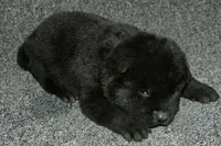 SZM1, a male Akita for sale in Anza, CA – Photo 2 of 10