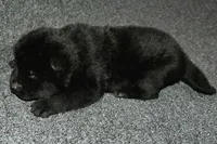 SZM1, a male Akita for sale in Anza, CA – Photo 8 of 10