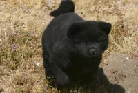 SZM1 HOLD, a male Akita for sale in Anza, CA – 5 of 10