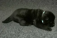 SZM1, a male Akita for sale in Anza, CA – Photo 6 of 10