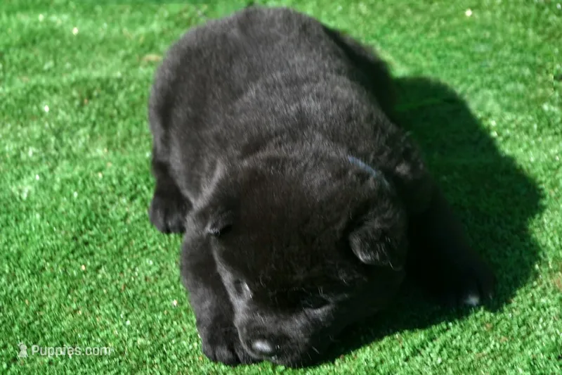SZM1 – Akita puppy for sale in Anza, CA
