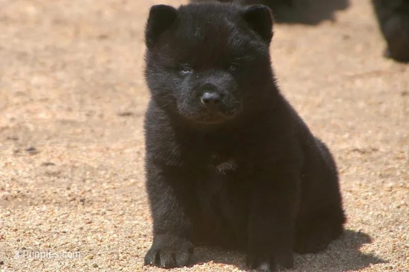 SZM1 – Akita puppy for sale in Anza, CA