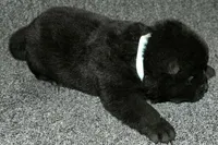 SZM1, a male Akita for sale in Anza, CA – Photo 4 of 10