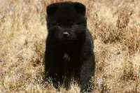 SZM1 HOLD, a male Akita for sale in Anza, CA – 9 of 10