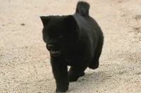 SZM1 HOLD, a male Akita for sale in Anza, CA – 2 of 10