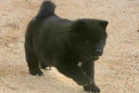 SZM1 HOLD, a male Akita for sale in Anza, CA – 4 of 10