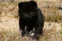 SZM1 HOLD, a male Akita for sale in Anza, CA – 7 of 10