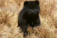SZM1 HOLD, a male Akita for sale in Anza, CA – 3 of 10