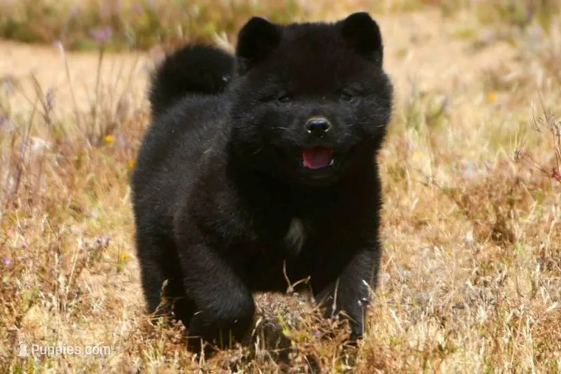 SZM1 – Akita puppy for sale in Anza, CA