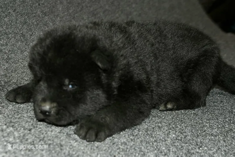 SZM1 – Akita puppy for sale in Anza, CA