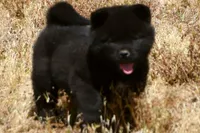 SZM1 HOLD, a male Akita for sale in Anza, CA – 6 of 10