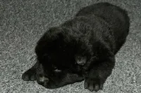 SZM1, a male Akita for sale in Anza, CA – Photo 5 of 10