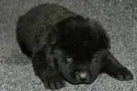 SZM1, a male Akita for sale in Anza, CA – Photo 3 of 10