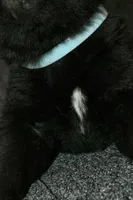 SZM1, a male Akita for sale in Anza, CA – Photo 10 of 10