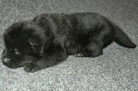 SZM1, a male Akita for sale in Anza, CA – Photo 7 of 10