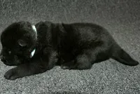 SZM1, a male Akita for sale in Anza, CA – Photo 9 of 10