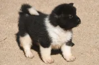 EOF0 HOLD, a male Akita for sale in Anza, CA – 1 of 6