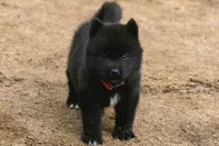 NTF1, a female Akita for sale in Anza, CA – 6 of 10