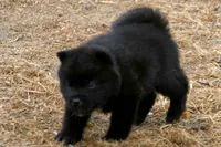 NTF1, a female Akita for sale in Anza, CA – 10 of 10