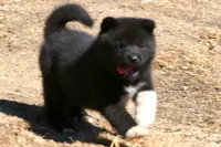 LFF1, a female Akita for sale in Anza, CA – 2 of 10