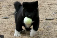 LFF1, a female Akita for sale in Anza, CA – 8 of 10