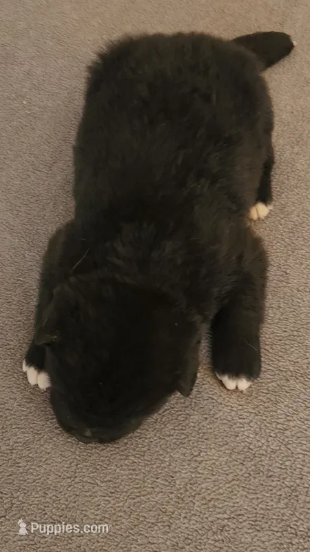 EOM1 – Akita puppy for sale in Anza, CA