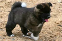 DMM1 HOLD HACHI JEFTE/HAZEL, a male Akita for sale in Anza, CA – 5 of 10