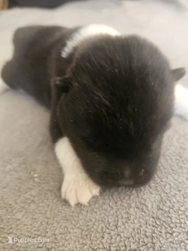 PKM1 – Akita puppy for sale in Anza, CA