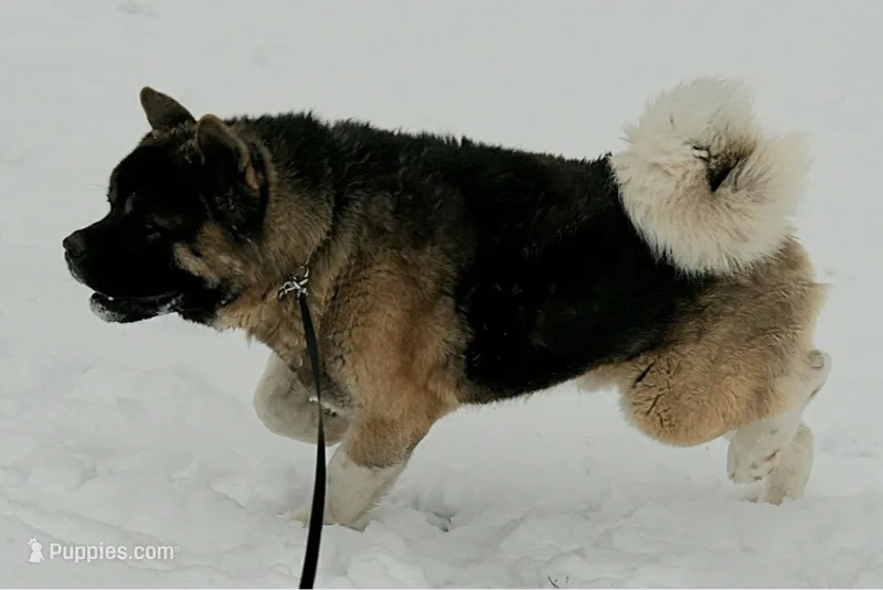 MKM3 – Akita puppy for sale in Anza, CA