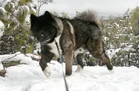 EOF1, a  Akita for sale in Anza, CA – 8 of 9