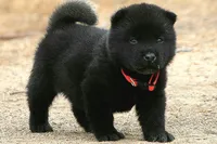 NTM0 SOLID JET BLACK, a male Akita for sale in Anza, CA – 4 of 5
