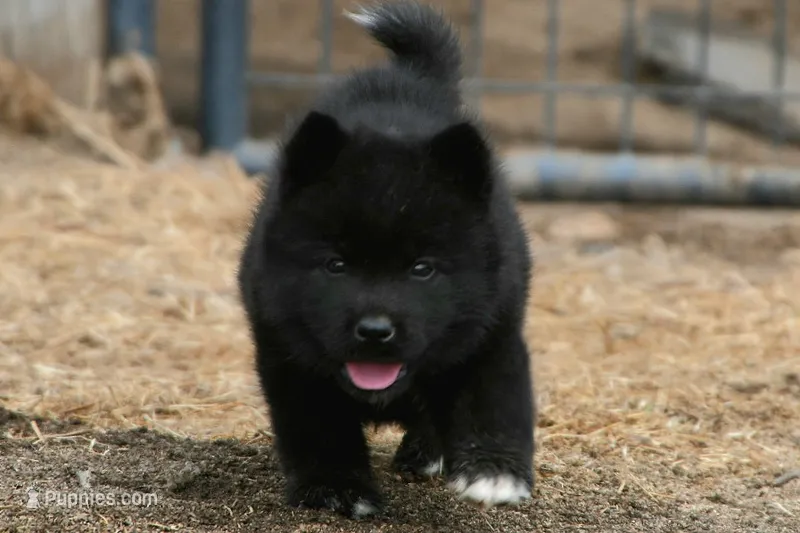 NTF0 – Akita puppy on hold in Anza, CA