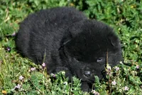 IHM2, a male Akita for sale in Anza, CA – Photo 3 of 4