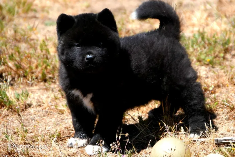 IHM2 – Akita puppy for sale in Anza, CA
