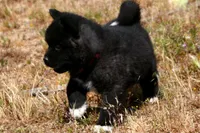 IHM2 HOLD HERCULES, a male Akita for sale in Anza, CA – Photo 5 of 10
