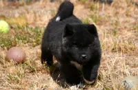 IHM2 HOLD HERCULES, a male Akita for sale in Anza, CA – Photo 7 of 10