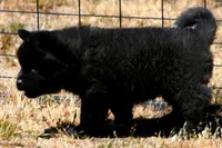 IHM2 HOLD HERCULES, a male Akita for sale in Anza, CA – Photo 10 of 10