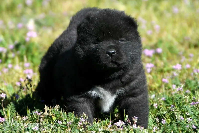 IHM2 – Akita puppy for sale in Anza, CA