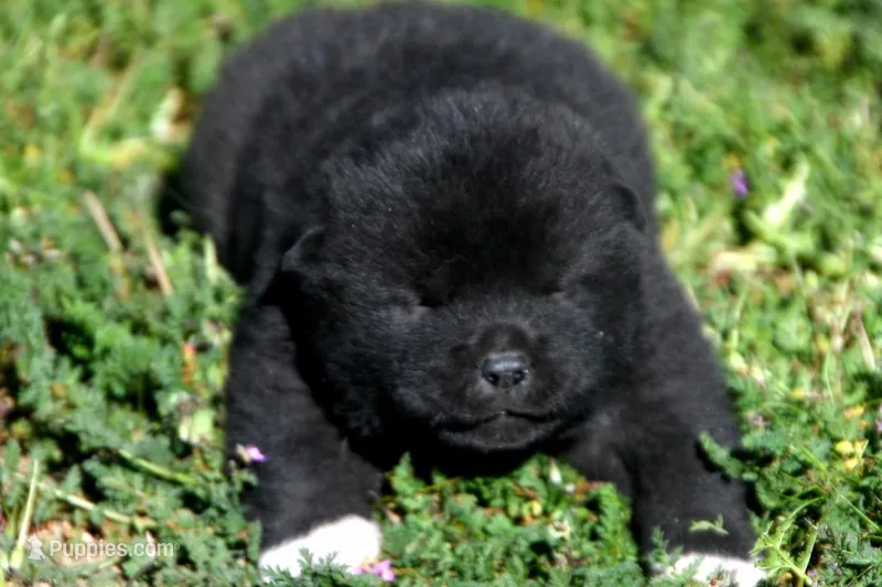 IHM2 – Akita puppy for sale in Anza, CA