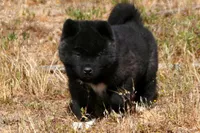 IHM2 HOLD HERCULES, a male Akita for sale in Anza, CA – Photo 2 of 10