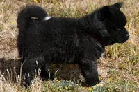 IHM2 HOLD HERCULES, a male Akita for sale in Anza, CA – Photo 4 of 10