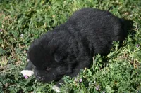 IHM2, a male Akita for sale in Anza, CA – Photo 4 of 4