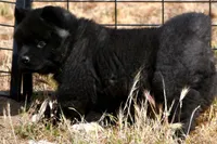 IHM2 HOLD HERCULES, a male Akita for sale in Anza, CA – Photo 8 of 10