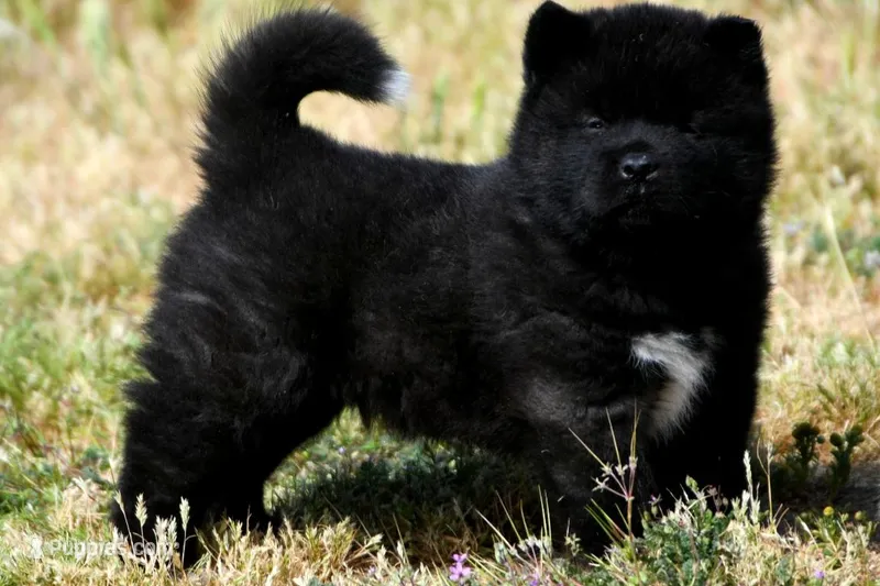 IHM2 – Akita puppy for sale in Anza, CA