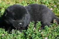 IHM2, a male Akita for sale in Anza, CA – Photo 2 of 4