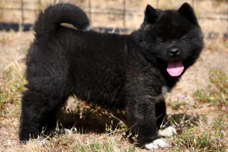 IHM2 HOLD HERCULES – Akita puppy on hold in Anza, CA