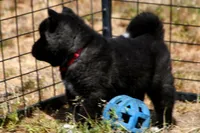 IHM2 HOLD HERCULES, a male Akita for sale in Anza, CA – Photo 3 of 10
