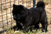 IHM2 HOLD HERCULES, a male Akita for sale in Anza, CA – Photo 6 of 10